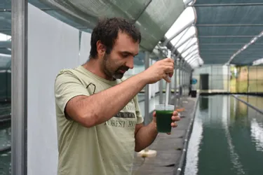 A Lapeyrouse (Puy-de-Dôme), la ferme Spiruline des Volcans cultive la cyanobactérie dans les règles de l'art