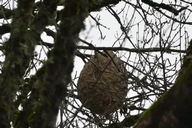 Simone Laudain découvre un énorme nid de frelons asiatiques