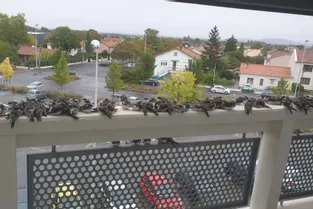 Ils ont trouvé des dizaines d'hirondelles et autres oiseaux sur leurs balcons, ces jours-ci en Auvergne