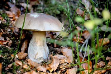 Quels champignons poussent à côté de chez vous, en Livradois-Forez (Puy-de-Dôme) ?