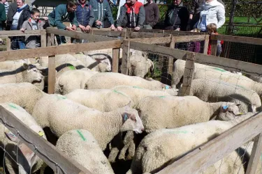La Foire primée aux ovins se prépare