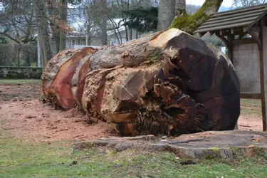 Ussel (Corrèze) dit définitivement au revoir à un séquoia géant