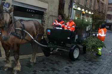 Un cheval de trait pour ramasser les sapins de Noël à Aurillac