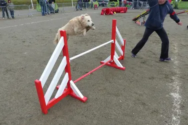 Concours d’agility sport canin 19 :