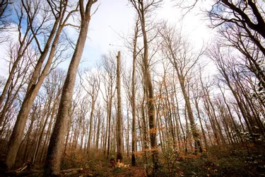 Trois années de sécheresse ont laissé des marques sur les arbres de la forêt de Tronçais (Allier)