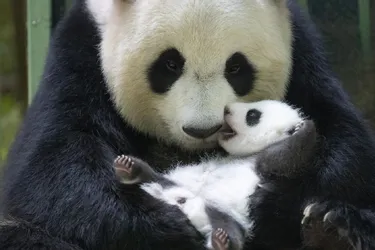 Kylian Mbappé sera le parrain de l'un des bébés pandas de Beauval