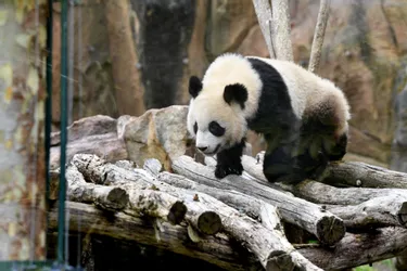 "Ce qui nous intéresse, c'est la conservation de l'espèce" : le patron du ZooParc de Beauval après l'annonce du retour du panda Yuan Meng en Chine