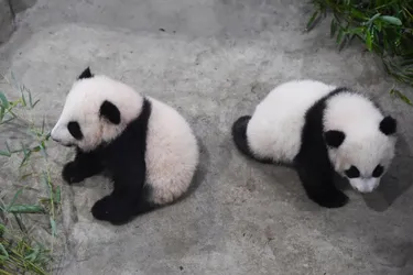 Les jumelles pandas du zoo de Beauval présentées au public