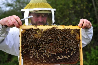 Trois millions d'euros d'aide pour les apiculteurs : comment en bénéficier ?
