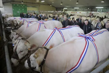 Le palmarès de la foire concours bovins de Saint-Pourçain