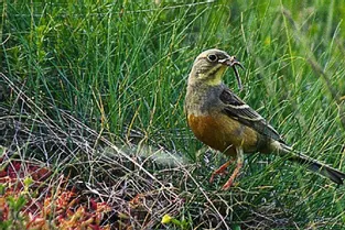 La Ligue Protectrice des Oiseaux publie la liste des oiseaux menacés en Auvergne et Haute-Loire