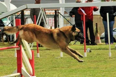 Un concours d’agility canine, le 5 mai,