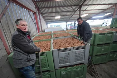 En Corrèze, la filière noix s'inquiète de son avenir