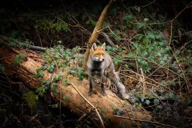 Photographe amateur, Florian Bessaire capture sur le vif la faune sauvage autour de Thiers (Puy-de-Dôme)