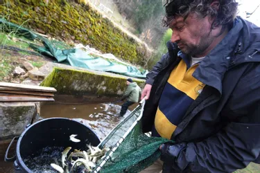 Entreprise depuis 20 ans, la réintroduction du saumon en Corrèze bénéficie à tous les poissons