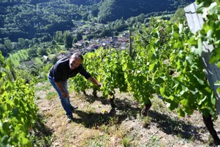 Relancer le vin des Palhàs, un pari fou mais réussi dans le Cantal