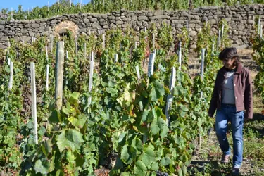 Promenade gouleyante au cœur d’un patrimoine viticole local encore bien vivant