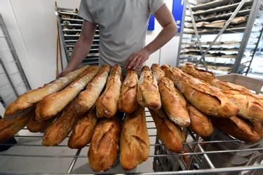 Quels boulangers confectionnent le meilleur croissant au beurre et la meilleure baguette tradition en Corrèze ?