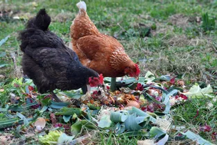 À Palladuc (Puy-de-Dôme), la municipalité offre des poules aux habitants, une démarche éco-responsable