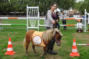 Championnat européen de cheval miniature à Vichy