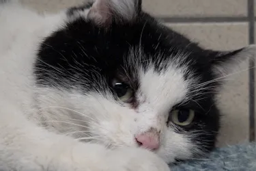 Berlingot, chat de 8 ans, est à adopter à l'APA du Puy-de-Dôme