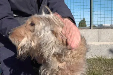 Rambo, petit chien de 2 ans, est à adopter à l'APA du Puy-de-Dôme