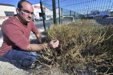 Ces plantes néfastes qui envahissent la Corrèze