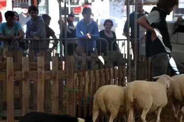 Des moutons en démonstration