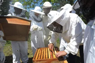Visite de l’ENS et du rucher du puy d’Aubière par les collégiens de 6e SEGPA et 4e SEGPA, de Joliot-Curie