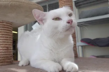 Litchi, chat blanc de 6 ans est à adopter à l'APA du Puy-de-Dôme