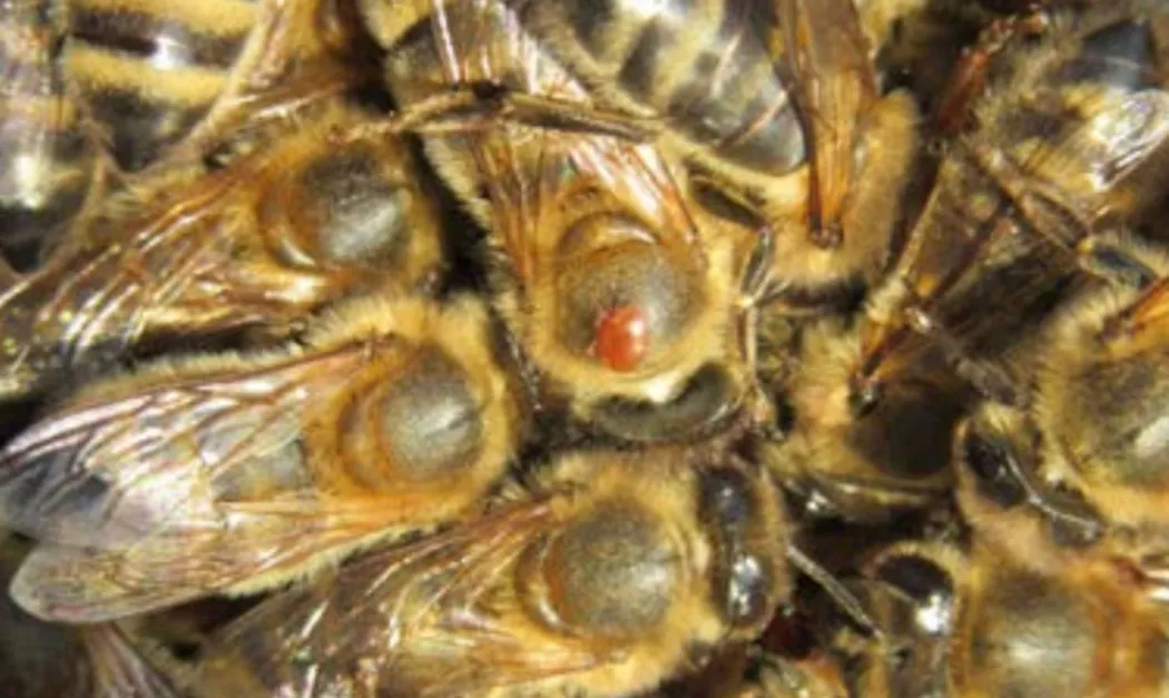 En France et dans le Loiret, les apiculteurs font face à un parasite ...