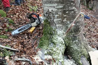 Un élagueur chute d'un arbre et trouve la mort à Loubeyrat (Puy-de-Dôme)