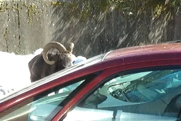 Un mouflon dans la ville à La Bourboule