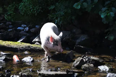 Le cochon qui vit sur les bords de la Corrèze à Tulle ne veut pas être capturé