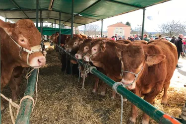 Y aura-t-il des débouchés en Chine pour la viande de Corrèze ?