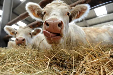 Dix mille élevages menacés selon la Fédération bovine