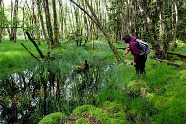 La forêt et la biodiversité du Cantal sanctuarisées avec le Conservatoire d'espaces naturels et Sylvae