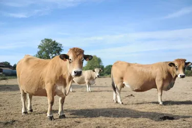 L’éleveur du Cantal vendait sa viande sur les réseaux sociaux : il y avait tromperie sur la vache