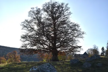 Lou Deime, à Chavagnac (Cantal), représente la région au concours de l’arbre de l’année