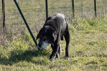 Douglas, chien de 12 ans, est à adopter à l'APA du Puy-de-Dôme