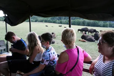 Les touristes découvrent les bisons