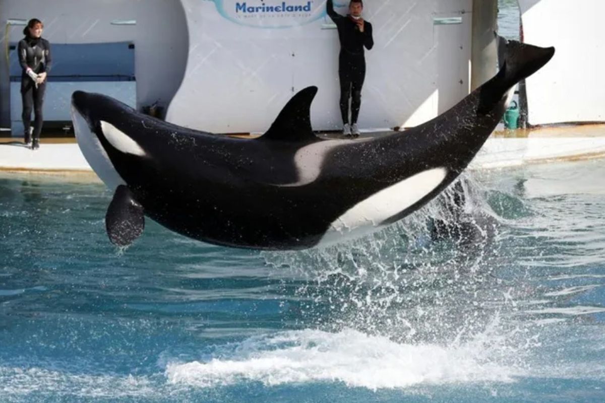 “Si on ne fait rien, on les condamne” : la France veut transférer rapidement les orques du Marineland en Espagne