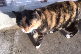 Sidony, chatte tricolore, à adopter à la SPA du Bourbonnais