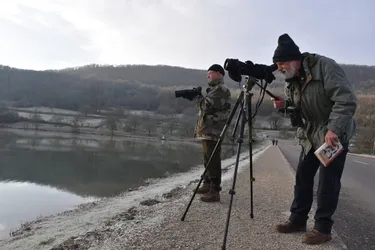 En comptant les oiseaux au lac du Causse (Corrèze), voici comment deux passionnés ont pris part à une opération mondiale