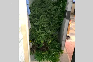 Des plants de cannabis découverts par les gendarmes lors d'une perquisition à Saint-Saturnin (Puy-de-Dôme)