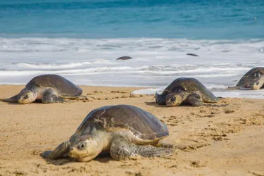 Des centaines de tortues trouvées mortes dans le Pacifique mexicain