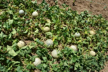 Une jolie récolte de melons