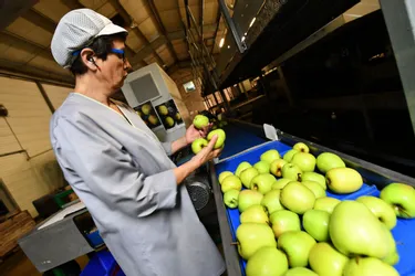 Dans les vergers de la Corrèze, on s'attend à une récolte 2020 de pommes réduite de moitié