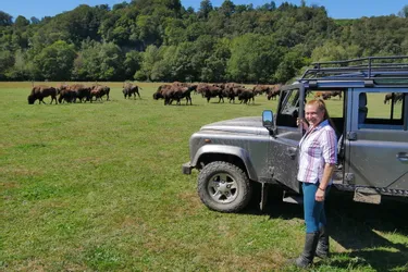 Sur la commune de Thauron (Creuse) paissent les bisons