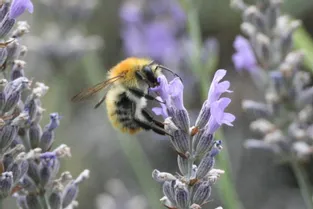 Les abeilles des Combrailles sous surveillance scientifique